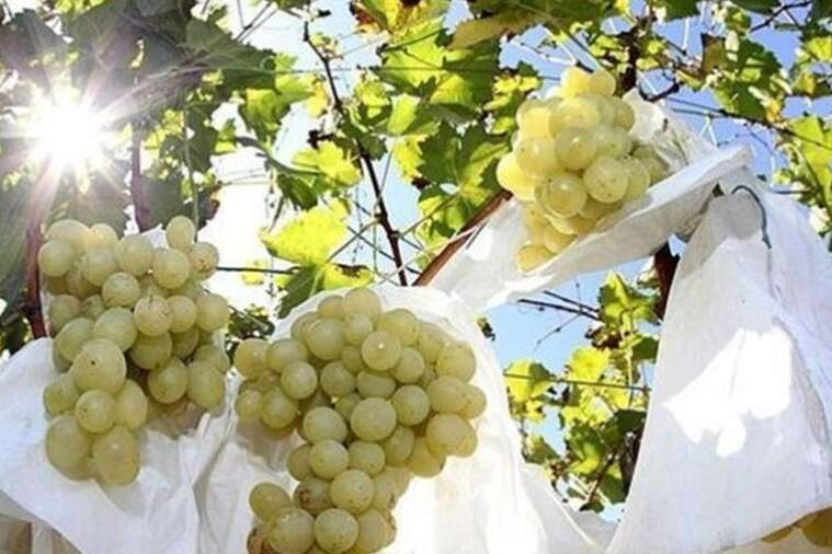 El raïm del Vinalopó