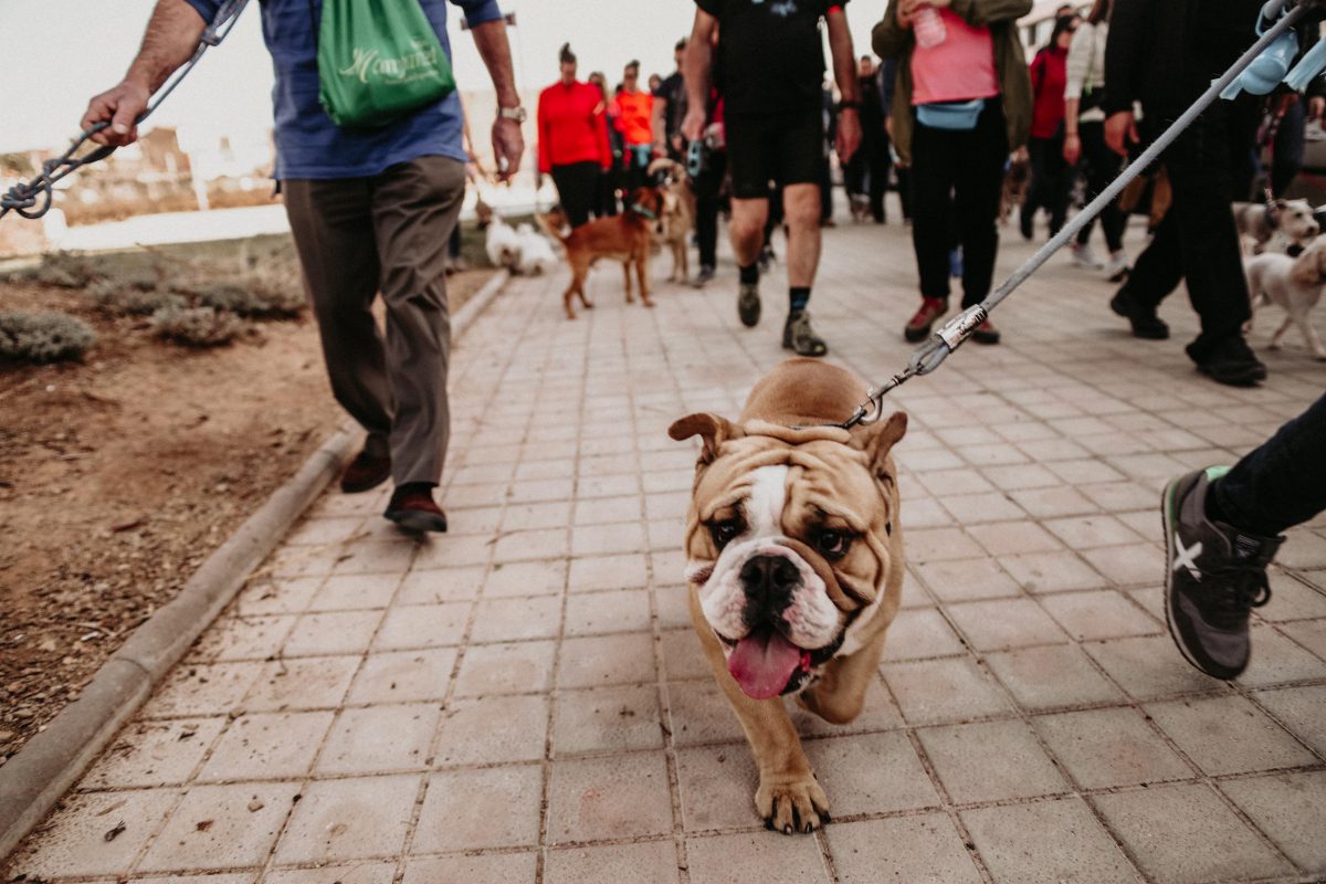 Passejada de gossos bestial 2019