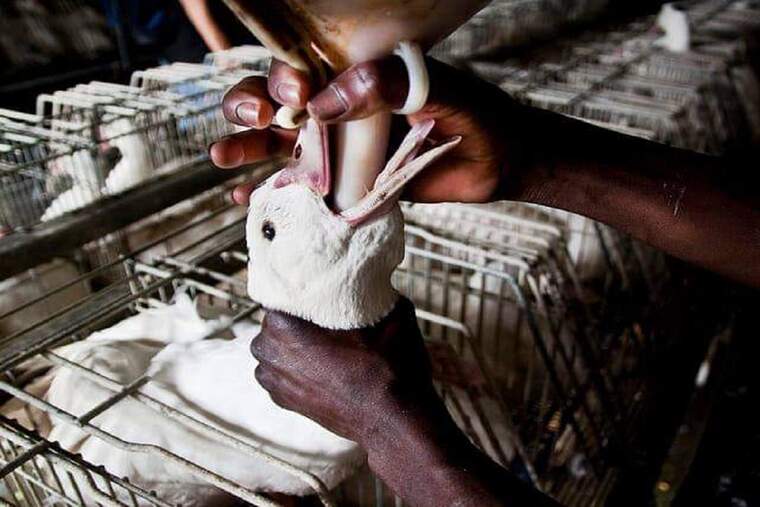 Protesta contra la 'tortura i maltractament extrem' del foie gras