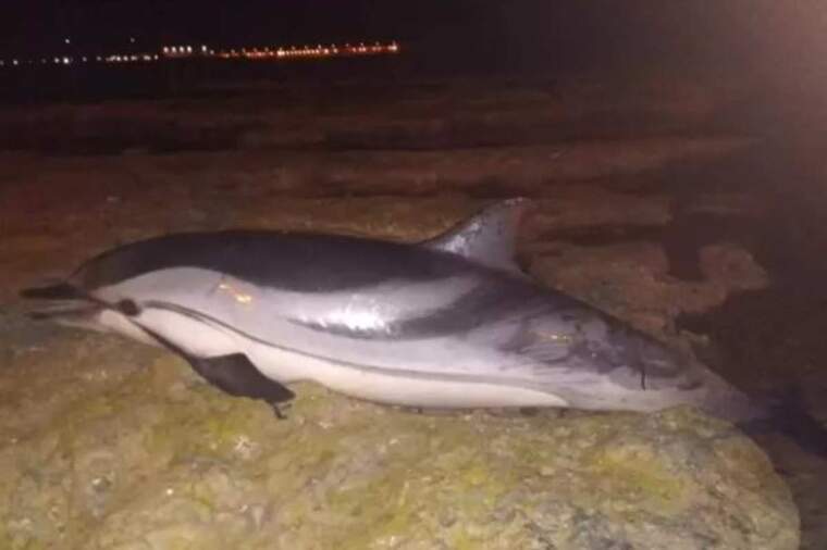 L'ha trobat un veí a primera hora d'este dimecres