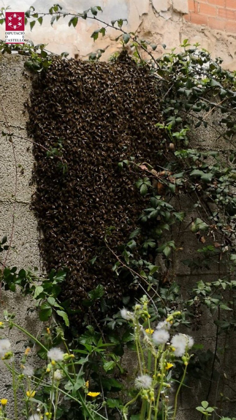 Treballs de retirada d'eixams