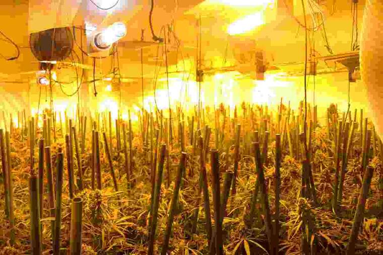 Plantes de marihuana