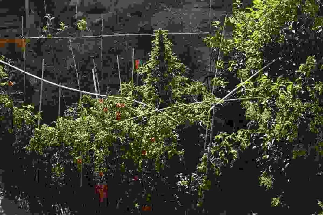 Imatge de la plantació de marihuana comissada a les Borges Blanques.