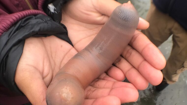 Milers de cucs 'peix penis' han aparegut a una platja al nord de CalifÃ²rnia