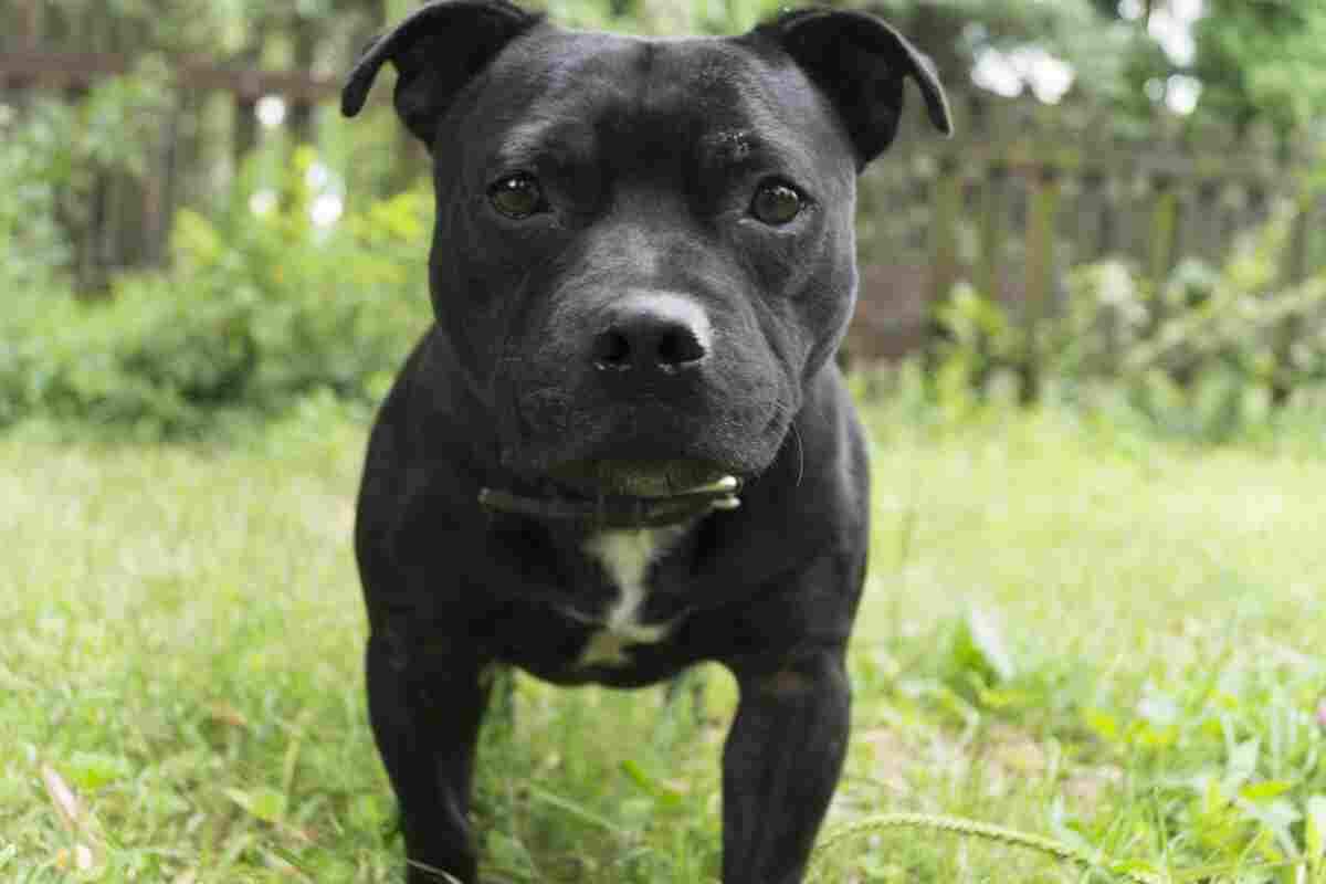 Gos Staffordshire Bull Terrier negre en un jardÃ­
