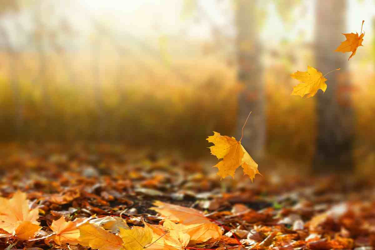 Imatge d'unes fulles de tardor caient