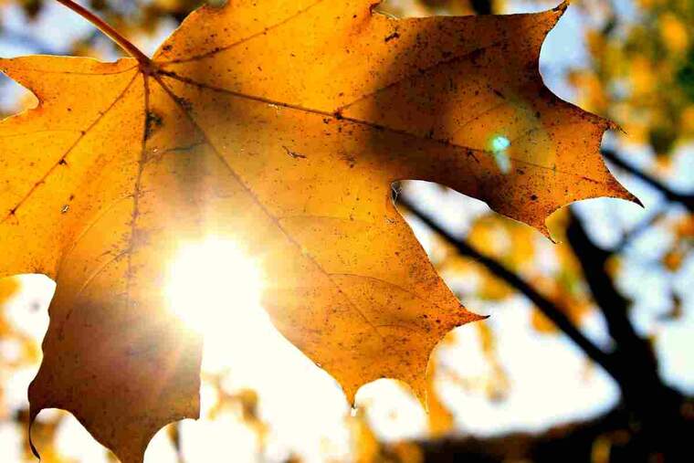 Imatge d'una fulla amb colors de tardor