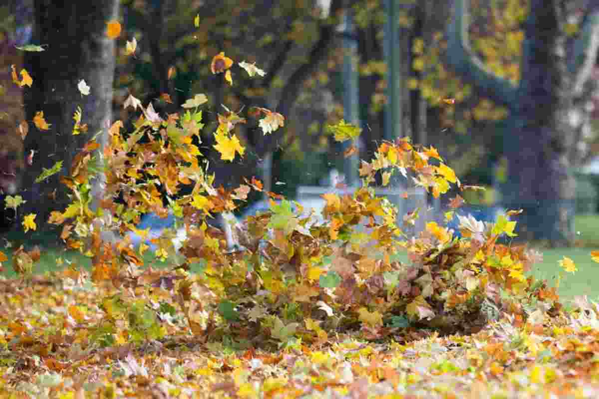 Imatge d'unes fulles de tardor empeses pel vent