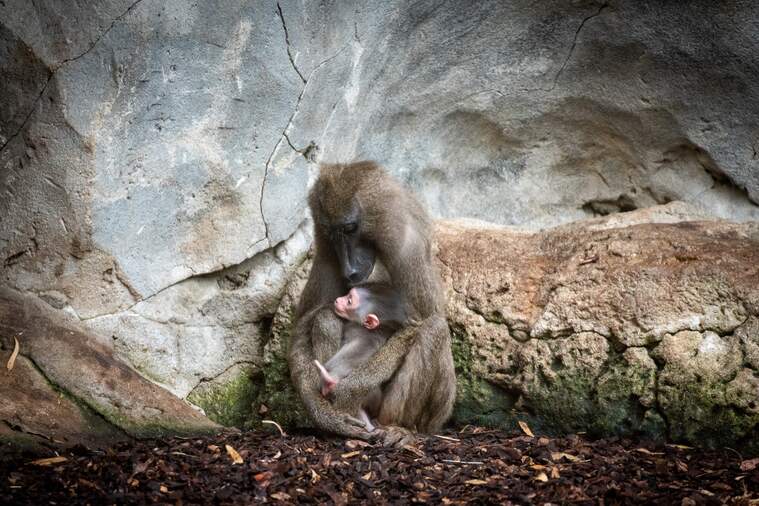 bioparc
