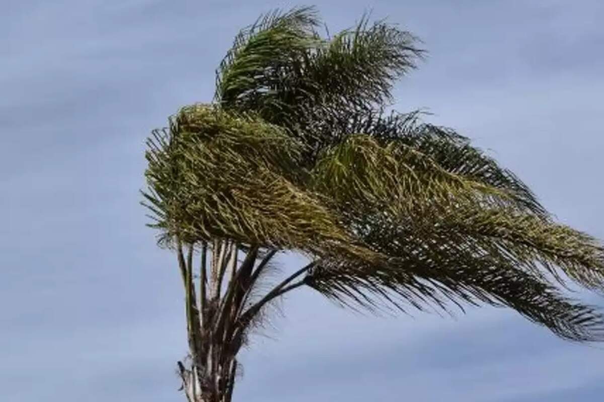 Palmera a l'aire