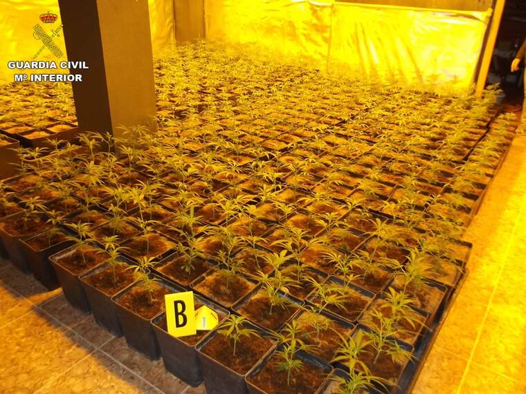 Plantació de cannabis a Cocentaina