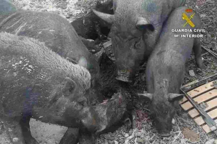 Animals maltractats en Alacant
