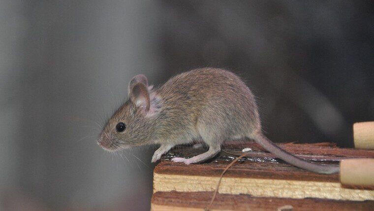 Un ratolí va trencar la rutina del dia a dia de la Casa Blanca, al passejar-se per sorpresa per una sala de premsa
