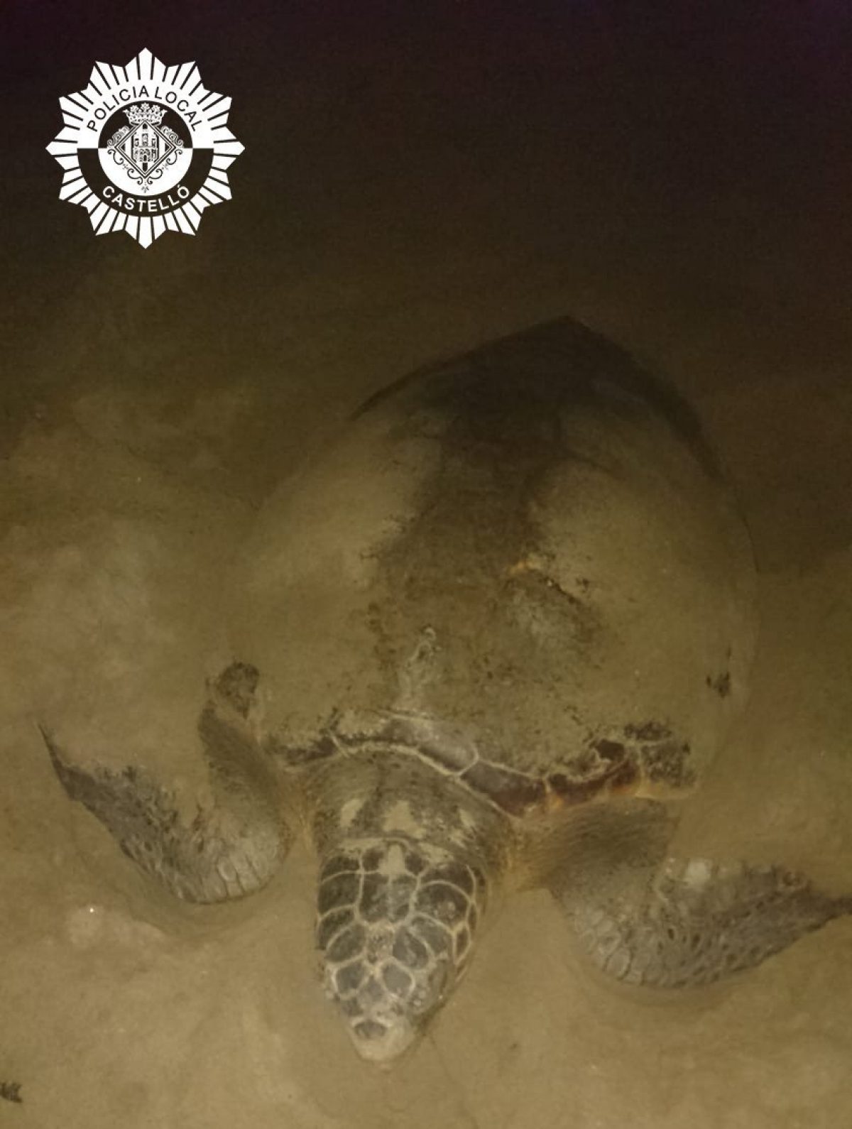 Tortuga marina platja Castelló